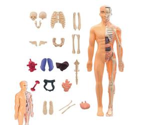 Modèle 3D de structure du corps humain - Puzzle interactif pour l'enseignement de la biologie, réplique réaliste du système d'organes, outil éducatif pratique STEM, figurine d'affichage robuste | Écol