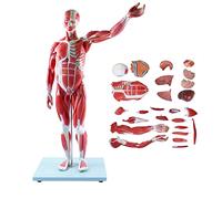 Modèle 3D du corps humain, modèle anatomique musculaire amovible 27 pièces | Modèle d'anatomie humaine 3D amovible de 27 pièces, idéal pour l'éducation, la formation médicale ou l'étude d'anatomie