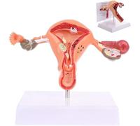 Modèle 3D Du Système Reproducteur Féminin for L’enseignement Et L’éducation | Modèle d'utérus et d'ovaires anatomiquement précis for un apprentissage efficace.
