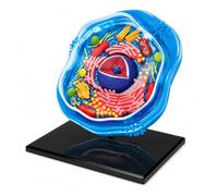Modèle 4D Animal Cell avec 24 pièces et présentoir | Modèle d'anatomie en PVC semi-transparent pour les salles de classe, les laboratoires et l'enseignement de la biologie.