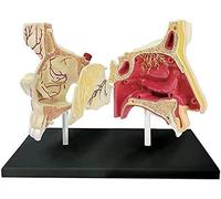 Modèle 4D de la cavité nasale humaine, modèle d'anatomie nasale, outil pédagogique anatomique détachable, for les études en sciences et les applications médicales.