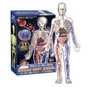 Modèle 4D de l'anatomie humaine - Squelette d'organes du corps entier | | Kit d'apprentissage de la structure du torse, figurine d'os lumineuse, kit d'apprentissage de la science STEM pour