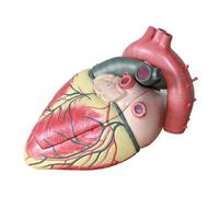 Modèle 4D de peau humaine, structure des couches de cheveux, anatomie, tissu anatomique agrandi, tissus anatomiques agrandis, applications médicales Humain Amovible des