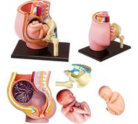 Modèle 4D du bassin d'une femme enceinte - Modèle d'anatomie de la grossesse humaine - Modèle éducatif - Modèle de recherche - Modèle anatomique - Présentation des organes A