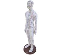 Modèle Acupoint professionnel de 52 cm avec point d'acupuncture chinois pour s'entraîner au méridien complet du corps