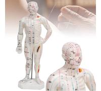 Modèle Acupuncture Corporelle pour Enseignement de La Médecine Chinoise Modèle de Point Méridien de 26 Cm Modèle Acupuncture du Corps Humain