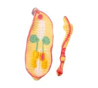 Modèle Agrandi D’anatomie du Ver de Terre pour t Laboratoire | Plastique, Réaliste et Léger, Matériel Pédagogique Inclus, Outil Portable pour École et Étude Biologique