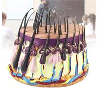 Modèle agrandi d'anatomie des Cheveux Humains Modèle d'anatomie de la Peau Processus de Croissance Modèle d'anatomie des follicules pileux for l'apprentissage Affichage et enseignement