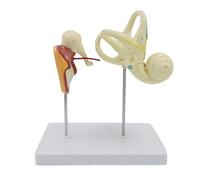 Modèle agrandi de labyrinthe d'oreille interne humaine, modèle anatomique de structure cochléaire de membrane tympanique d'osselet de labyrinthes d'oreille, for la recherche pédagogique