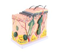 Modèle agrandi de peau humaine, modèle de structure anatomique humaine en PVC tridimensionnel pour l'enseignement de la chirurgie pour les fournitures de laboratoire pour la biologie