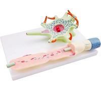 Modèle agrandi du Corps cellulaire du neurone et de la Structure des Fibres nerveuses Modèle Humain Neuron Times Modèle d'anatomie du système nerveux agrandi Laboratoire Outils d'enseignement