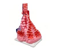 Modèle agrandi lobule-alvéoles, arbre bronchique, vaisseaux sanguins | Modèle d'anatomie alvéolaire agrandi montrant bronchioles terminales pour éducation en physiologie respiratoire