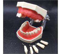 Modèle amovible de préparation dentaire Modèle de formation Modèle de pratique d'enseignement Préparation de la cavité Préparation de la couronne Inlay Modèle avec gencive pour l'enseignement
