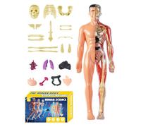 Modèle Anatomie 3D pour , Modèle de Poitrine Anatomique Humain, Jouet Éducatif à Assembler pour Enseignants Sciences Étudiants Homeschool Maison École Garçons Filles