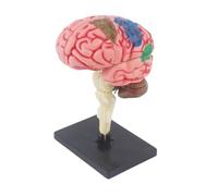 Modèle Anatomie Cerveaux Humains Avec Organes Cerveaux Démontables Anatomiques Modèle Assemblage Cerveaux Humains Pour Enfants Adolescents 7-14