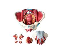 Modèle Anatomie du Bassin féminin avancé détachable 4 Parties Femelle modèle pelvien Pelvic Planter Muscle Ceinture génital vasculaire neuromusculaire utérus Anatomie Humaine Enseignant Pelvis