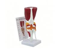 Modèle Anatomie Genou Droit à Taille Réelle avec Notice en Anglais | Fémur, Tibia, Fibula, Rotule et Ligaments Croisés, PVC, pour l'Éducation et la Formation en Kinésithérapie
