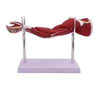 Modèle Anatomie Musculaire du Bras supérieur du Membre du Membre avec de la Base et du Support montrant Les nerfs et Les Formes de tendons