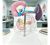 Modèle Anatomie Pancréas Vésicule Biliaire Rate Humain Taille Adulte Modèle 3D avec Socle Amovible Modèle Organe Éducatif pour Étudiant Médecine Cours Laboratoire