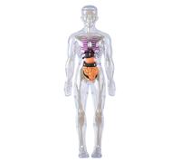 Modèle anatomique 3D amovible et visualisé pour enfants - Jouet scientifique d'éducation - Stimule la curiosité (lumineux)