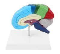 Modèle Anatomique 3D Cerveau Humain 1: 1 PVC, Hémisphère Droit | Détaillé, Clairement Étiqueté, Proportions Réalistes, Nettoyage Facile, pour Neurosciences et Étudiants en Médecine