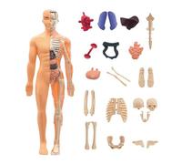 Modèle Anatomique 3D Corps Humain Enfant,Torse Anatomique Humain Démontable | Outil Pédagogique pour 6+ Étudiants Adultes Éducateurs Scientifiques Apprenants Maison École Art Studio