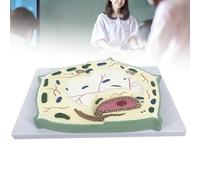 Modèle anatomique 3D de cellule végétale - Simulateur agrandi de la structure cellulaire botanique typique (avec paroi cellulaire, vacuole et chloroplaste) - Outil pédagogique professionnel