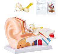 Modèle anatomique 3D de l'oreille humaine - Modèle en 3 parties, agrandi 5 fois - Oreille externe, moyenne, interne avec base - Modèle anatomique professionnel en PVC de l'oreille - Outil pédagogique