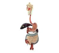 Modèle anatomique 3D grandeur nature du système digestif humain, comprenant des sections abdominales, gastriques et coliques, et montrant les glandes salivaires. de Corps de Torse