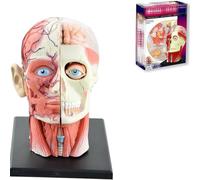 Modèle anatomique 4D de la tête humaine à assembler, composé de 14 pièces détachables (crâne et cerveau), destiné à l'enseignement de l'anatomie en biologie médicale A