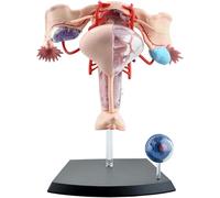 Modèle anatomique 4D de l'appareil reproducteur féminin, composé de 19 parties détachables, for l'étude, l'exposition et l'enseignement médical.
