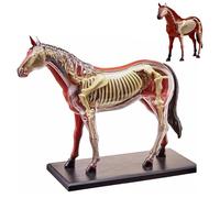 Modèle Anatomique 4D du Cheval, Modèle Anatomique Biologie des Organes du Cheval Détachable en 26 Parties, Modele Anatomique pour la Formation Vétérinaire