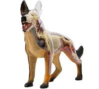 Modèle Anatomique 4d du Chien, Squelette Canin À Assembler avec 29 Organes Et Parties du Corps Détachables, Modèle Pédagogique Danatomie Animale pour La Biologie, Les Études Vétérinaires Et