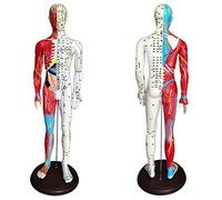 modèle anatomique, 60 cm / 23,6 pouces - Matériel de formation et d'enseignement for les acupuncteurs autres professionnels la santé, axé sur points pression méridiens