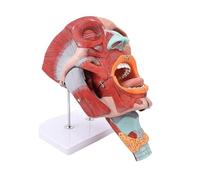 Modèle anatomique agrandi de la tête et du cou : nez, bouche, gorge, squelette, muscles, avec parties amovibles. Coupe sagittale détaillée