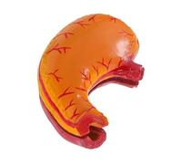 Modèle Anatomique Agrandi de L'estomac Humain en Pvc pour Cours