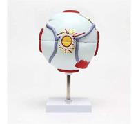 Modèle anatomique agrandi du globe oculaire humain Modèles anatomiquement précis for l'apprentissage Affichages Enseignement Modèles médicaux for présentations médicales