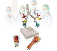 modèle anatomique, Anatomie du larynx, des bronches et poumons, anatomie humaine, modèle de l'arbre trachéobronchique humain, présentation laryngoscope à fins pédagogiques médicales