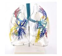 Modèle anatomique, Anatomie pulmonaire de l'arbre bronchique, chirurgie thoracique, modèle respiratoire, spécimen médical anatomique Transparent