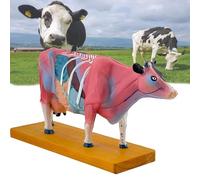 Modèle anatomique animal, modèle anatomique du corps d'une vache, 68 points d'acupuncture courants (moitié gauche), modèle anatomique bovin 4D (moitié droite),A