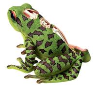 Modèle anatomique animal Vision Frog 4D Puzzle Assemblage Jouet Biologie Animale Organe Modèle d'enseignement médical