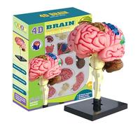 Modèle anatomique Artère Cerveau, Modèle anatomique pédagogique réaliste bricolage, Cerveau du corps humain avec base d'exposition, Modèle anatomique cérébral léger Enseignement d'exposition