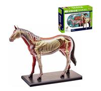 Modèle Anatomique Biologie Réaliste du Cheval, Modele Anatomique 4D Détachable, Kit de 26 Pièces Translucides pour Enseignement Scolaire