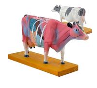 Modèle anatomique bovin 4D, modèle animal,avec 68 points d'acupuncture standard (gauche)| Présentation des muscles et organes bovins (droite),couleurs stables et codées par couleur,A