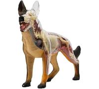 Modèle anatomique canin 4D, squelette de chien-loup à assembler, 29 organes et parties du corps détachables pour démonstration pédagogique animalière