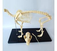 Modèle Anatomique Chien Squelette Squelette D'échantillon Anatomie Education Modèle D'animaux, Biologie Humaine Professeur Vétérinaire Outil De Démonstration Chien (64CMX10CMX30CM)