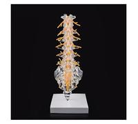 Modèle anatomique clair de la colonne vertébrale humaine, modèle de colonne lombaire humaine grandeur nature avec sacrum, nerfs spinaux et hernie discale, for la recherche médicale