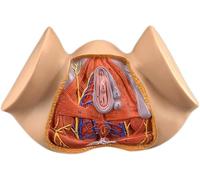 Modèle anatomique coloré du périnée féminin - Anatomie gynécologique grandeur nature for les soins de santé. Outils pédagogiques et éducatifs.