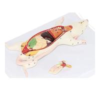 Modèle Anatomique Complet for La Dissection Et L'art - Échelle 1:1 | Modèle anatomique en PVC de haute qualité à des fins pédagogiques et artistiques.