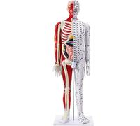 Modèle anatomique d'acupuncture pour l'enseignement de la MTC - Affichage à 360 degrés des muscles, des viscères et des points méridiens